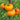 486 Peaches and Cream Tomato, 5 Seeds