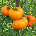 486 Peaches and Cream Tomato, 5 Seeds