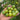 931 Ella Green Cherry Tomato, 5 Seeds