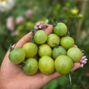 931 Ella Green Cherry Tomato, 5 Seeds