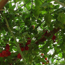 Shouguang Tomato Tree Seeds, 5 Seeds
