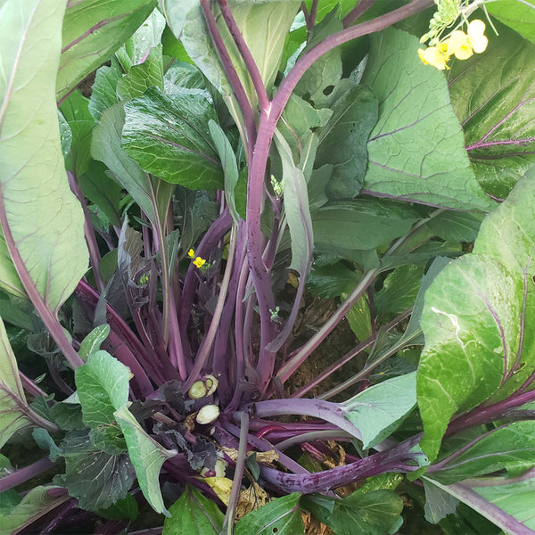'Hongxiu 58' Flowering Stalk Seeds, 5g