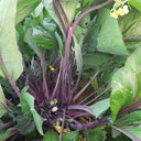 'Hongxiu 58' Flowering Stalk Seeds, 5g