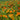 Hezhichun Mixed Color Nasturtium Seeds, 10g