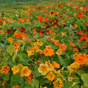 Hezhichun Mixed Color Nasturtium Seeds, 10g