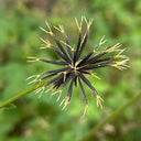 White-Flower Sandbur Seeds, 200 Seeds