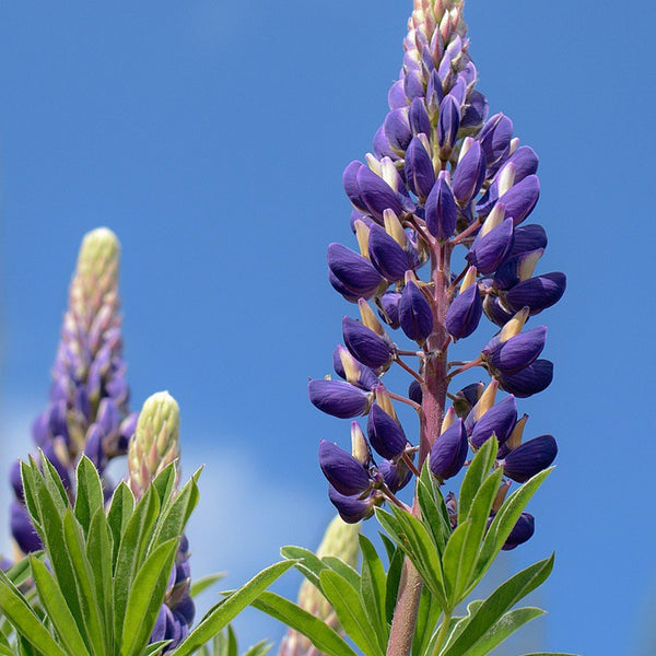 Blue Lupin, 100 Seeds
