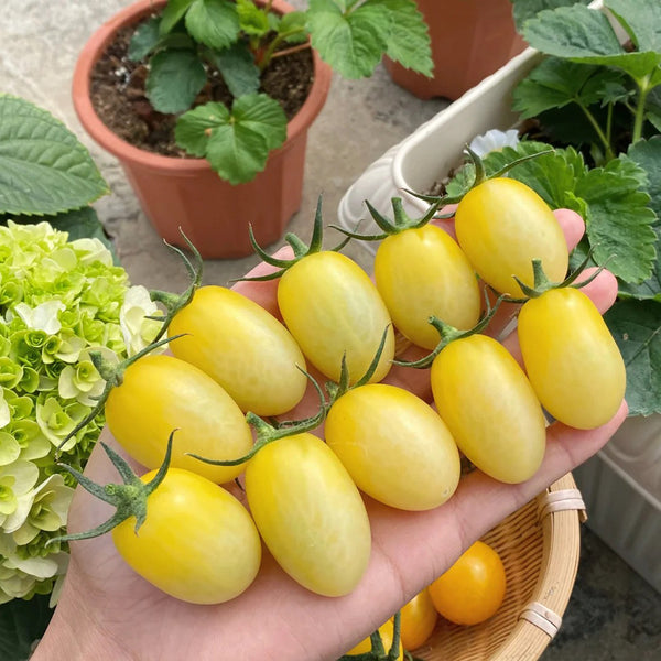'White Princess F1' Tomato Seeds, 6 Seeds