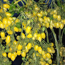 651 Crazy Bali Tomato, 5 Seeds