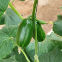 'Golden Boy' Cucumber F1 Seeds, 10 Seeds