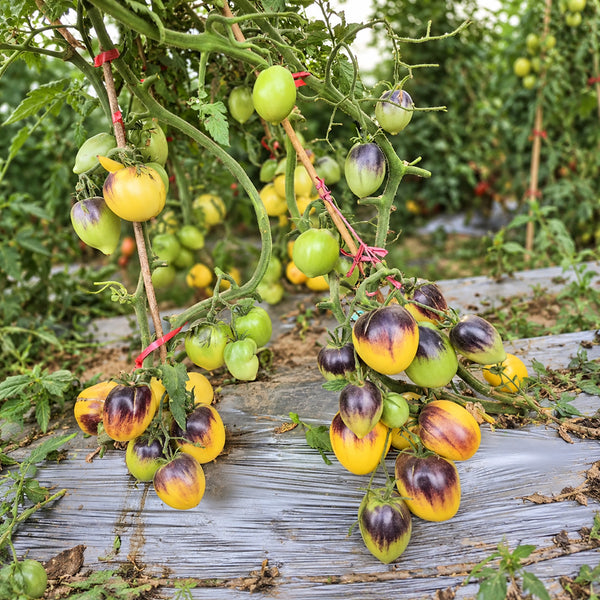 199 Blues on a Platter F5 Tomato, 5 Seeds