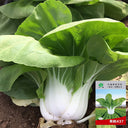 'Huanghe 437' Bok Choy Seeds, 10g