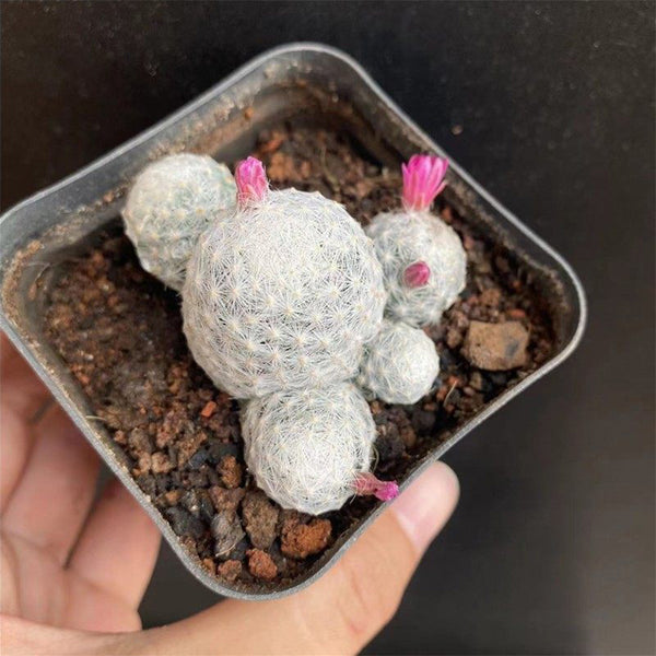 Mammillaria humboldtii, 2-3cm