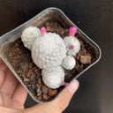 Mammillaria humboldtii, 2-3cm