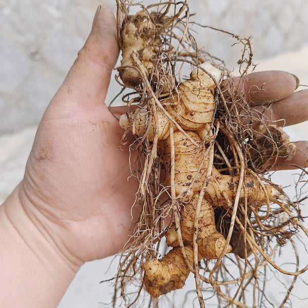 Huangjing Seeds, 100 Seeds