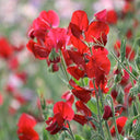 Tall Sweet Pea, Red