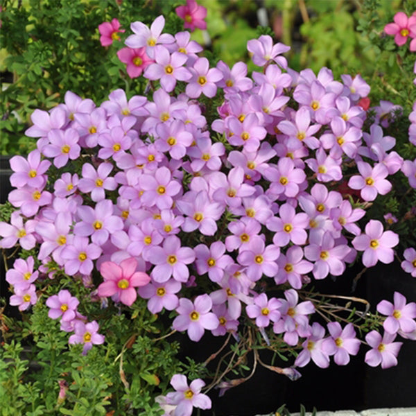 Oxalis hirta Series Bulb - 'Pale Lavender', 6 Bulbs