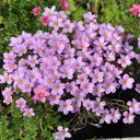 Oxalis hirta Series Bulb - 'Pale Lavender', 6 Bulbs