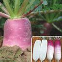 East Sea Fruit Radish Seeds, 5g