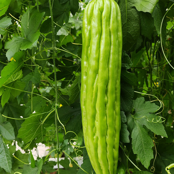Jiemei No.5 Bitter Gourd, 50 Seeds