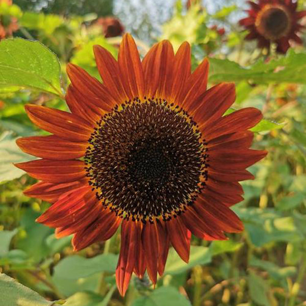 HEL23 Sunflower, 100 Seeds