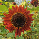 HEL23 Sunflower, 100 Seeds