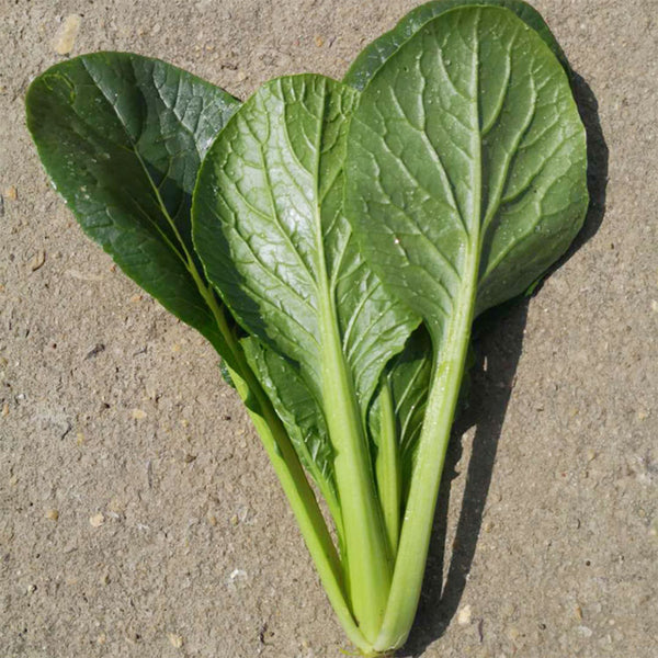 'Jiaoyan' Small Pak Choi Seeds, 10g