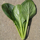 'Jiaoyan' Small Pak Choi Seeds, 10g