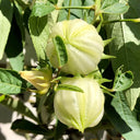 White Roselle Seeds (Hibiscus sabdariffa), Pack of 20