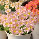 Oxalis obtusa Series Bulb - 'Veil', 10 Bulbs
