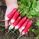 Thumb-sized Fruit Radish Seeds, 5g