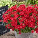 Scarlet Annual Phlox, 100 Seeds
