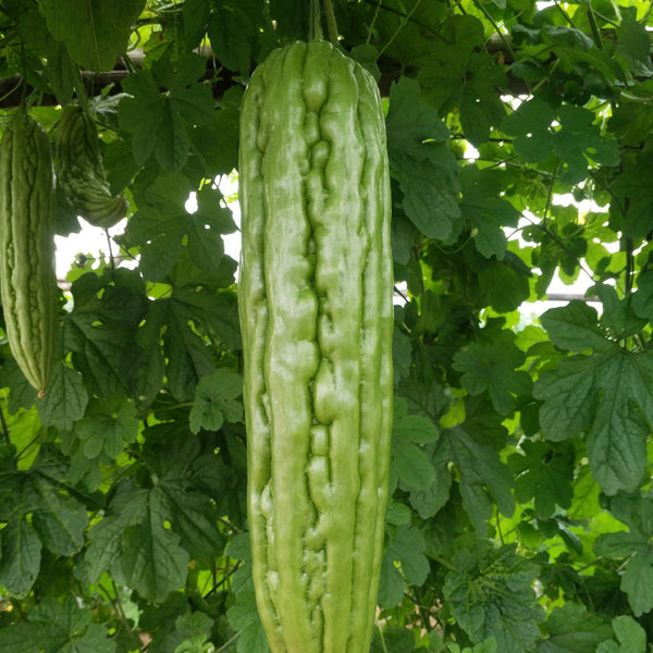 Jiemei 23 Bitter Gourd, 50 Seeds