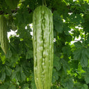 Jiemei 23 Bitter Gourd, 50 Seeds