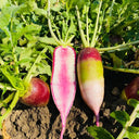 Ice Cream Radish Seeds, 50 Seeds