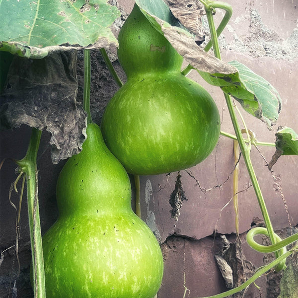 Hezhichun Giant Bottle Gourd, 10 Seeds