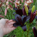 Lilium 'Black Knight', 12/14cm Circumference, 2 Bulbs