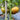 Siegel's Dark Striped Tomato, 20 Seeds