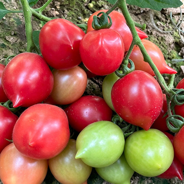 Spring Peach Heart Tomato, 10 Seeds