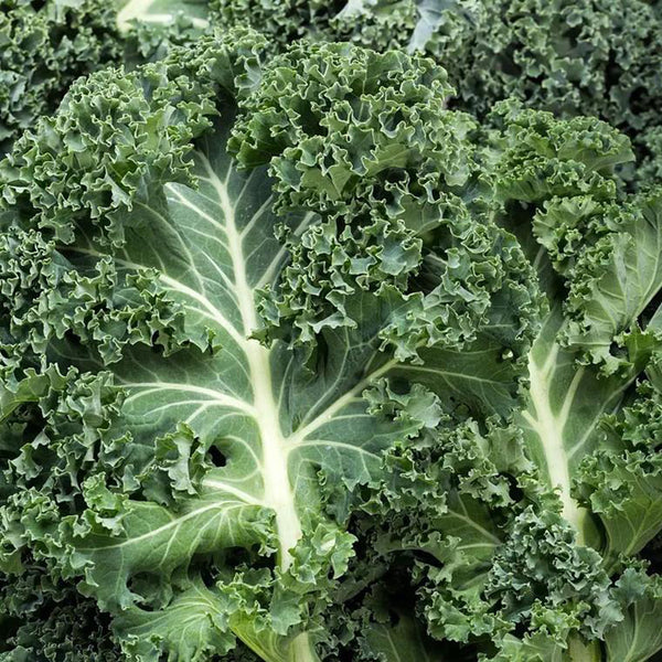 Curly Kale Seeds, 200 Seeds
