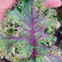 Purple Kale, 50 Seeds