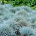 Festuca glauca, 100 Seeds
