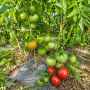 2 George Washington Tomato, 5 Seeds