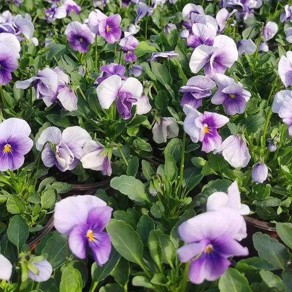 Hezhichun Pansy 'Firmament', 30 Seeds