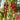 Red Saint Cherry Tomato, 100 Seeds