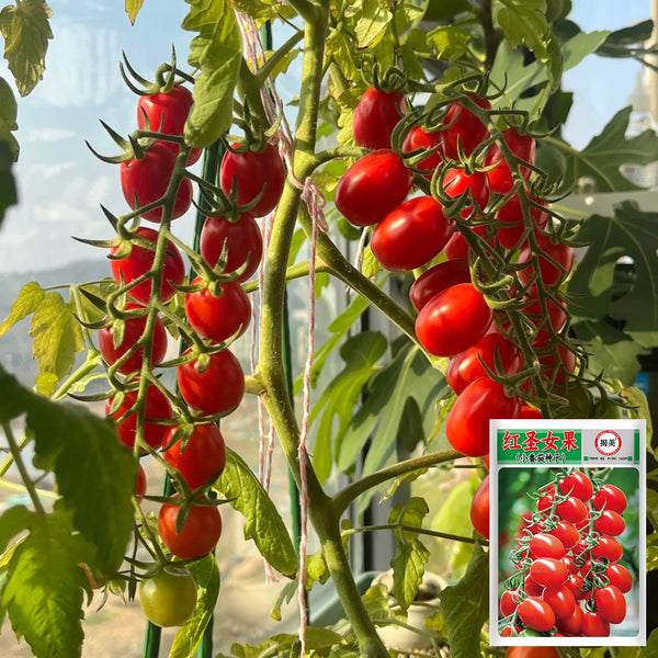 Red Saint Cherry Tomato, 100 Seeds
