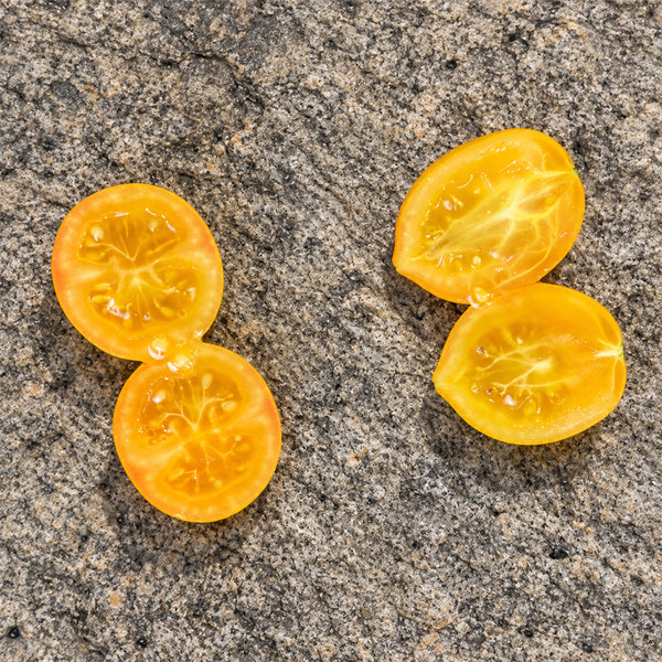 545 Tigret Yellow Tomato, 5 Seeds