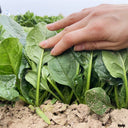 Ground-hugging Spinach Seeds, 10g