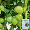 Green Jade Tomato, 100 Seeds