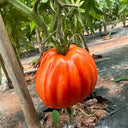 CORAZON Fleshy Tomato Seeds, 10 Seeds